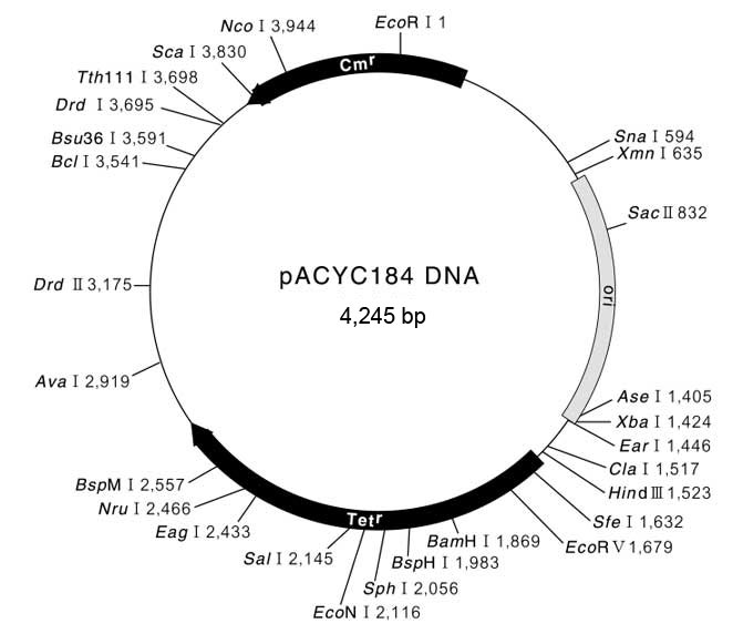 pACYC184