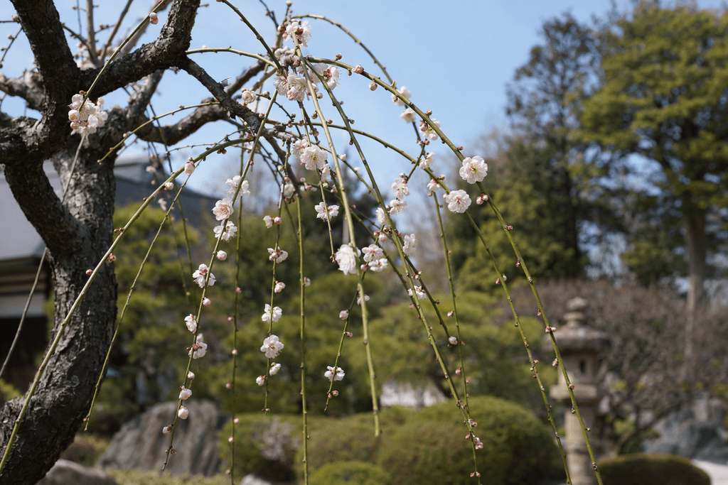 条