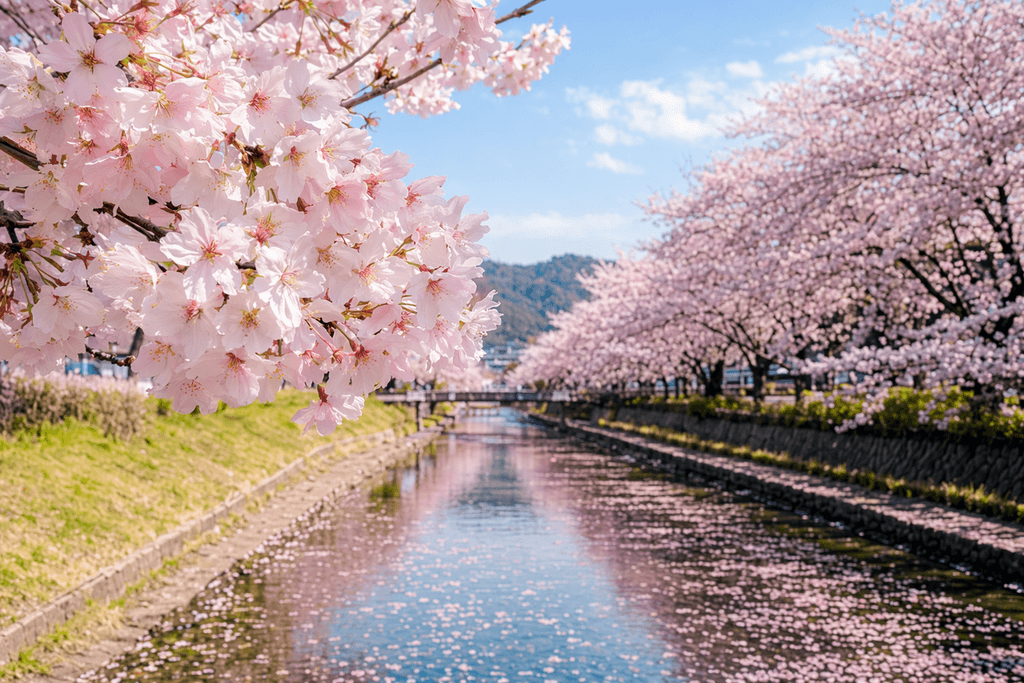桜