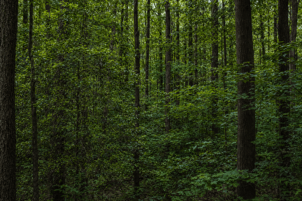dense