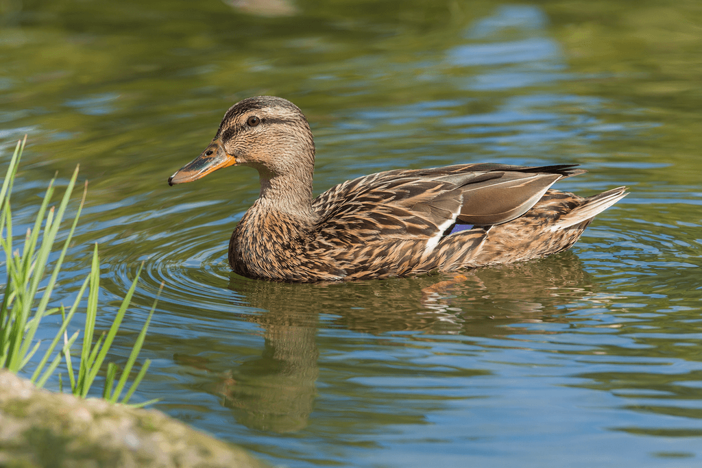 duck
