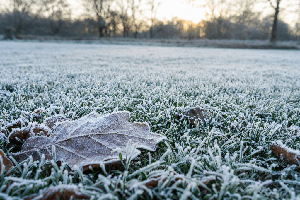 frost