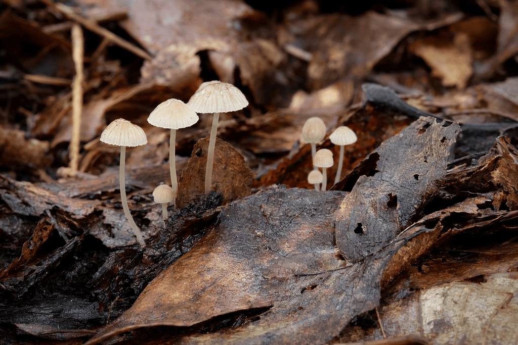 fungus