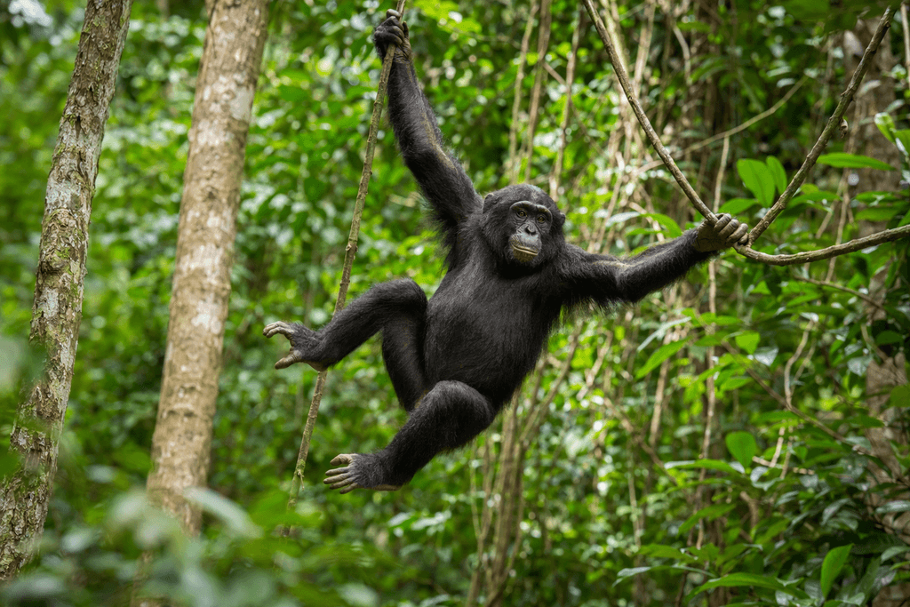 ape
