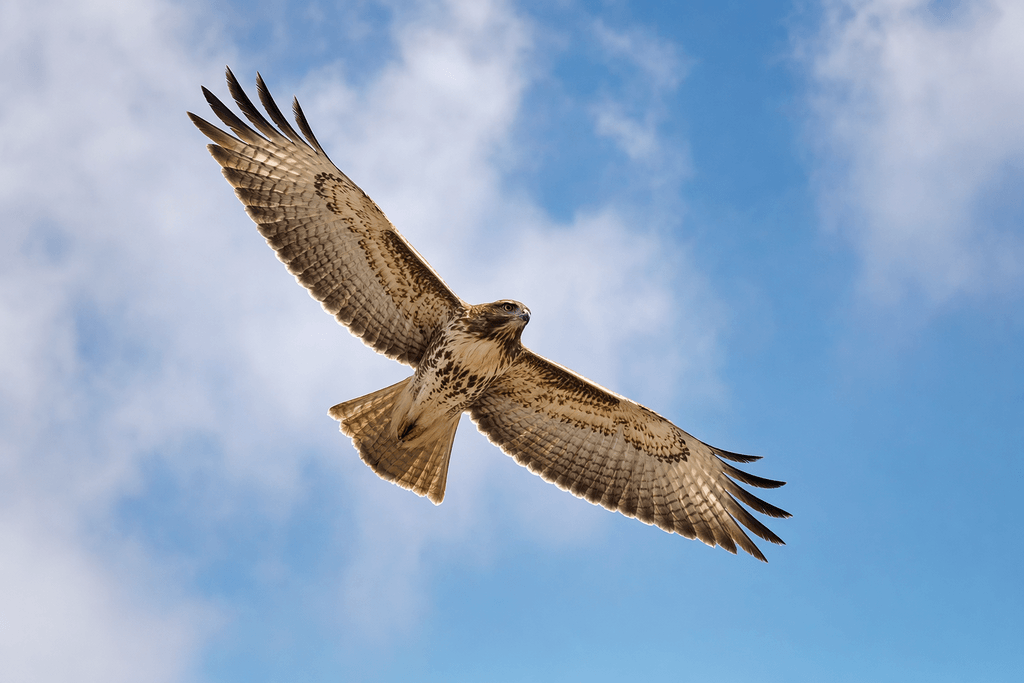 hawk