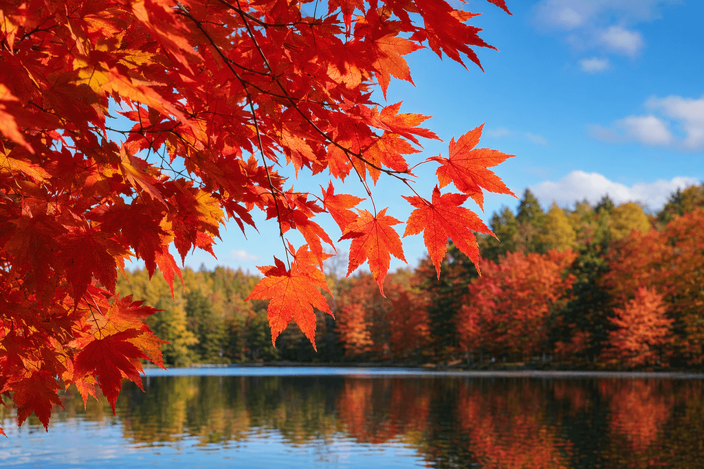 maple