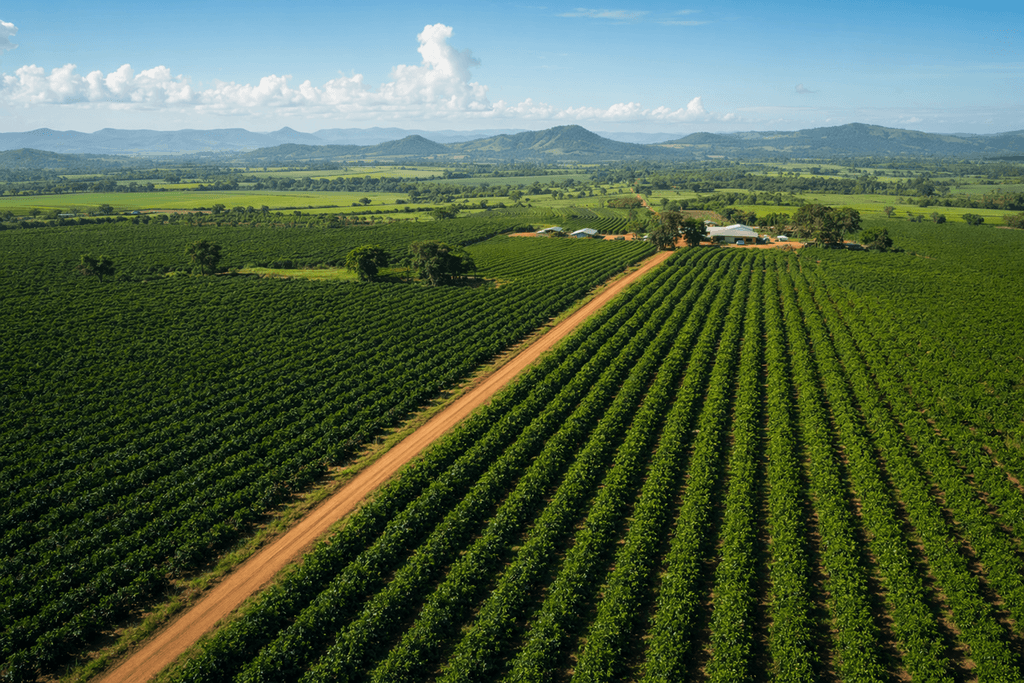 plantation