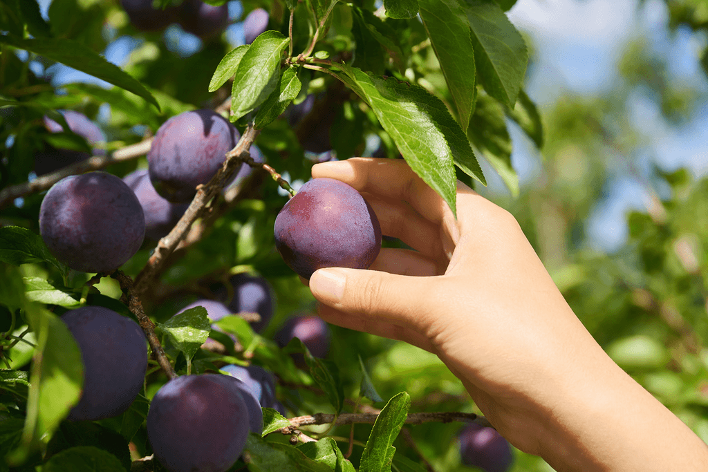 plum