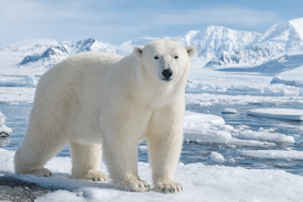 polar