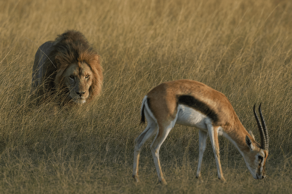 prey