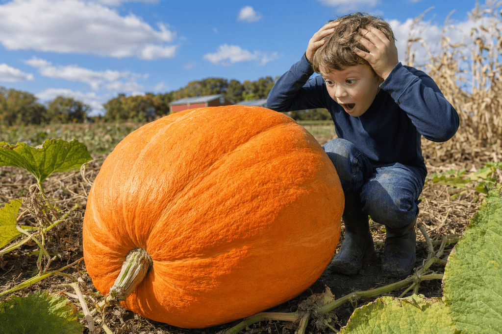 pumpkin