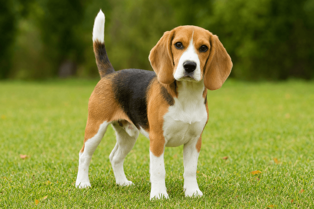 beagle