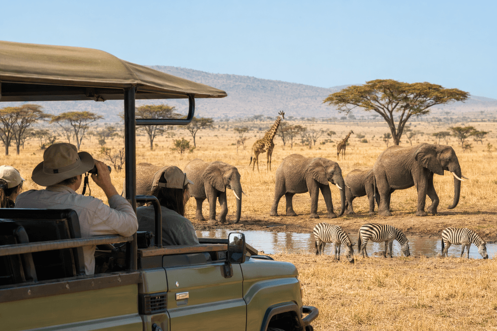 safari