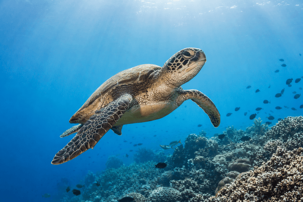 turtle