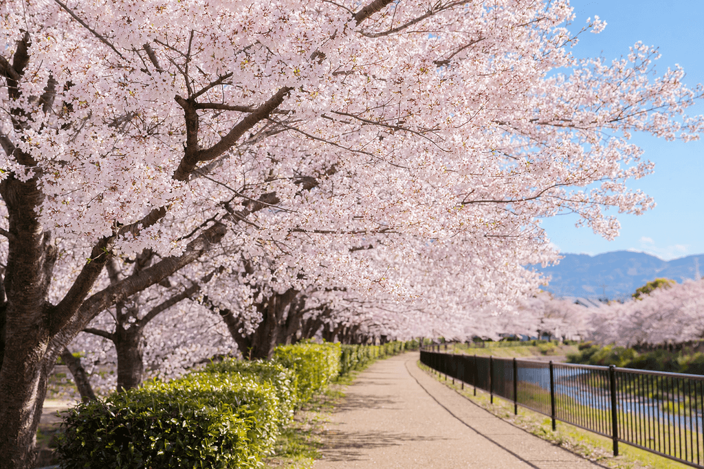 blossom
