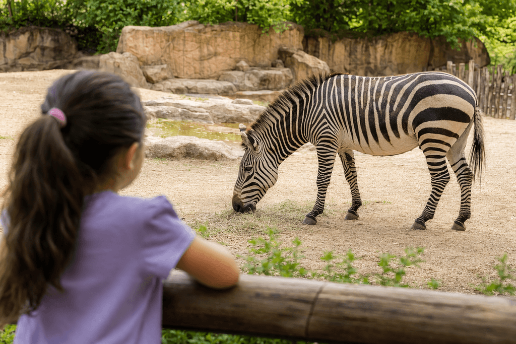 zebra