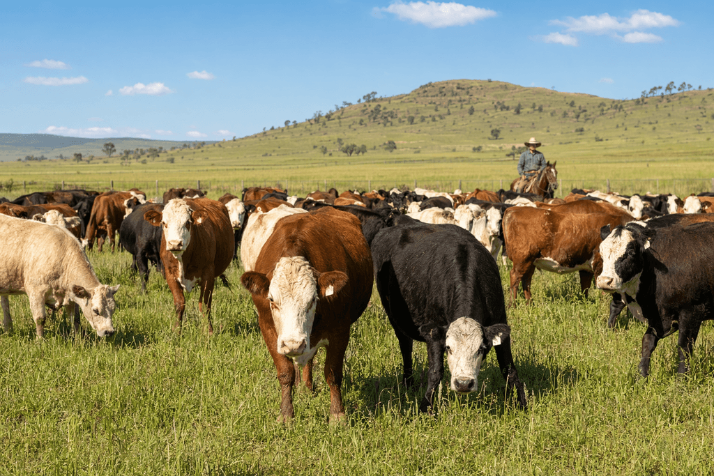 cattle