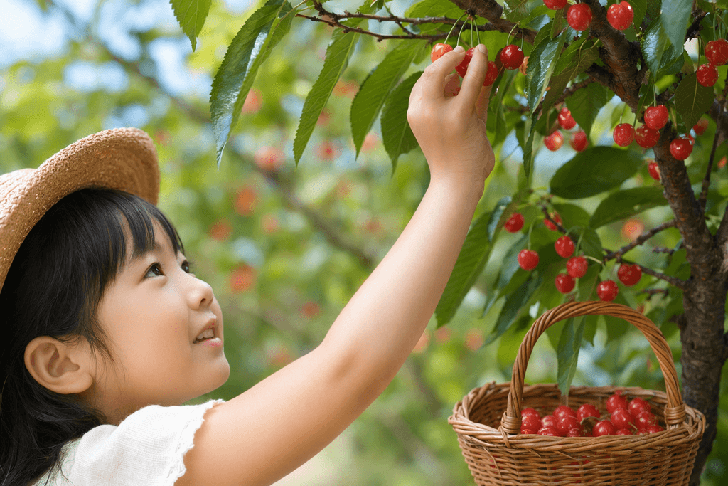 cherry