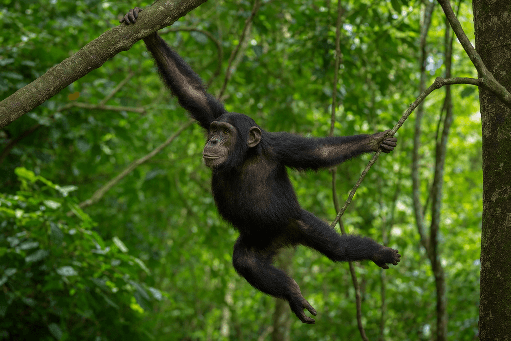 chimpanzee