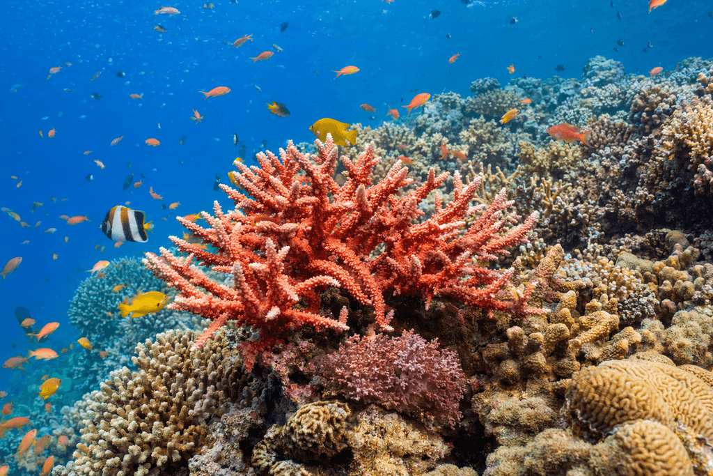 coral
