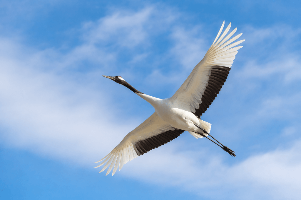 crane