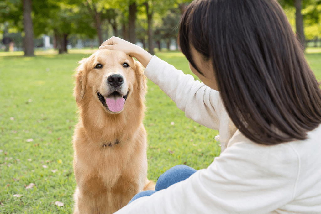 犬