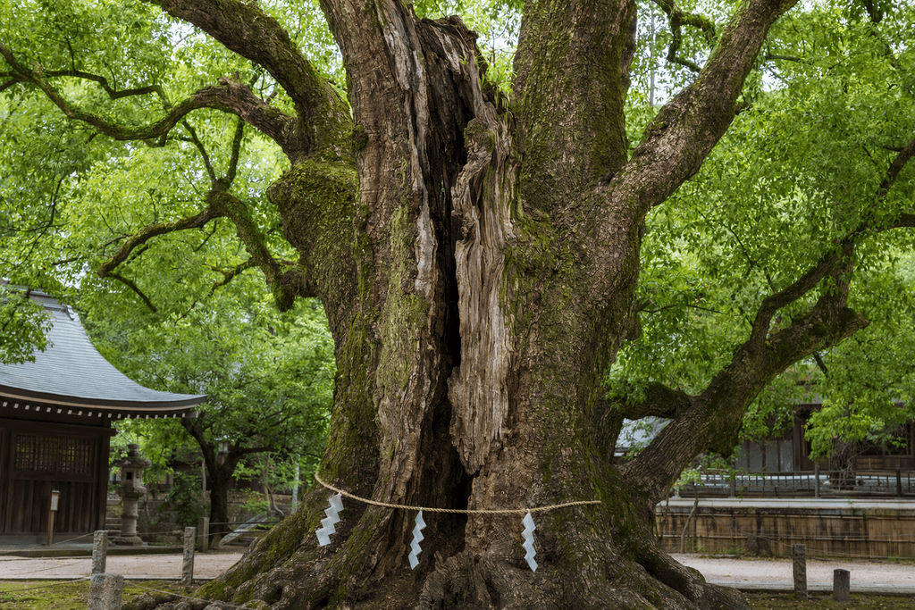 楠