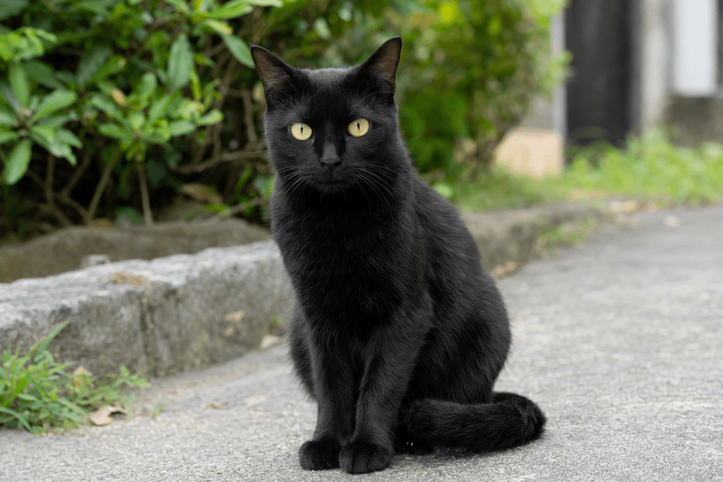 黒い