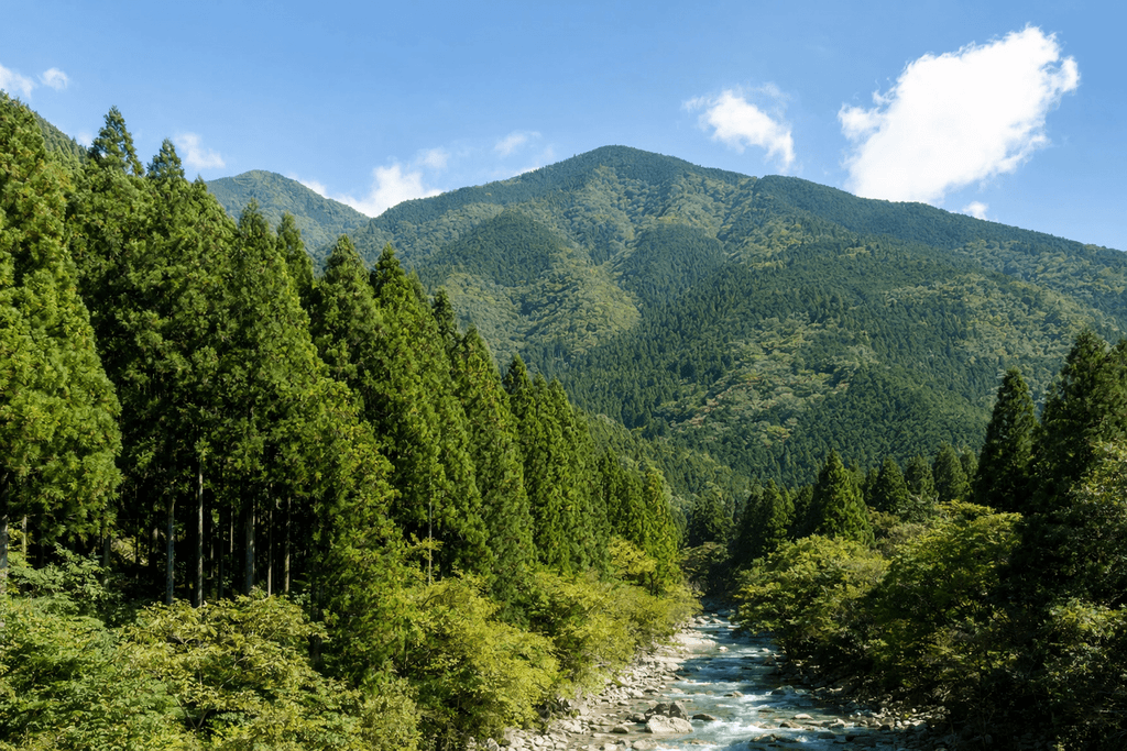 山林